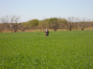 Wheat 2012 Up to Our Knees