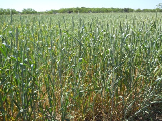 2012 Wheat Crop in April
