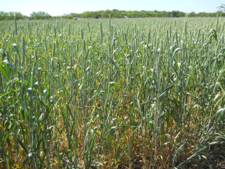 2012 Wheat Crop in April