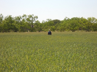 2012 Wheat Crop Waist High in April