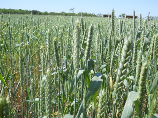 2012 Wheat Crop More Wheat Heads in April