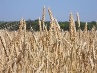 2012 Wheat Crop More Wheat Heads in May