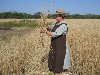 Tying the 2012 Wheat into Sheaves