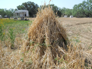 Gathering the 2012 Wheat Sheaves into Stooks