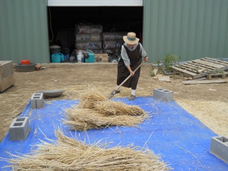 Flailing the 2012 Wheat Crop