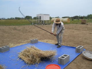 More Flailing the 2012 Wheat Crop