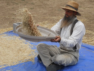 Winnowing the 2012 Wheat Crop