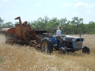 Harvesting the 2012 Wheat Crop with a Combine