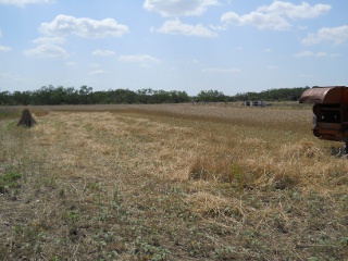 Completed Row of Harvesting the 2012 Wheat Crop with a Combine