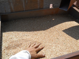 Combine Bin Full of Harvested 2012 Wheat Crop