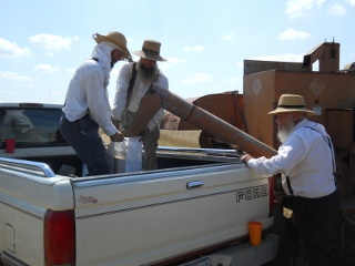 Unloading 2012 Wheat Crop into Sacks