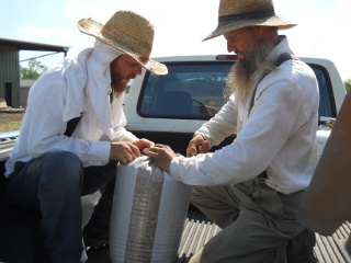 Tying Off 2012 Wheat Crop Sacks