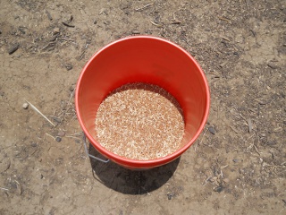 Hand Harvested 2012 Wheat Berries