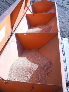 Wheat Seed in the Grain Drill