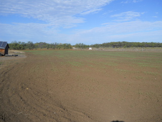 2014 Wheat About 10 Days After Planting