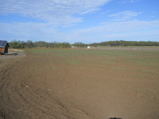 2014 Wheat About 10 Days After Planting