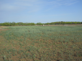 2014 Wheat Early May