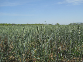Closeup of 2014 Wheat Early May