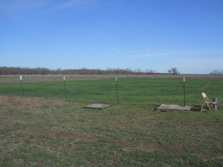 Closer View of Wheat Crop 2015 Mid March