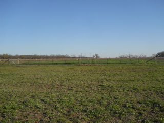 Late March View of Wheat Crop 2015