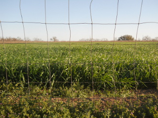 Late March Closeup of 2015 Wheat Crop