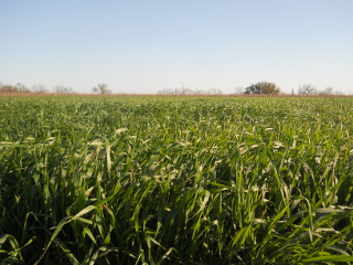 Late March Closer View of 2015 Wheat Crop