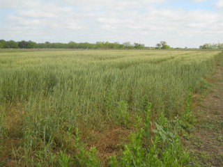 2015 Wheat, Early May