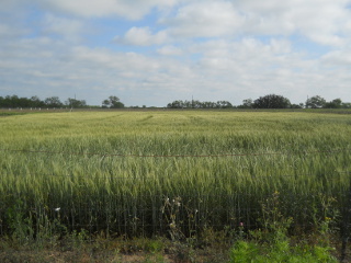 Still More 2015 Wheat, Early May