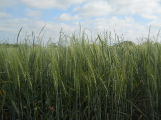 Closeup of 2015 Wheat, Early May