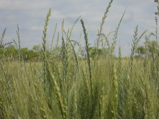 Even Closer of 2015 Wheat, Early May