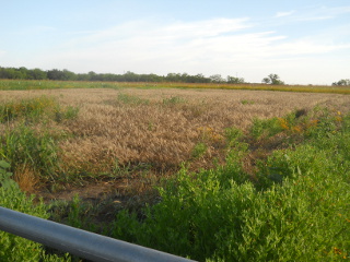 2015 Wheat, Early June