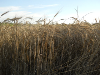 Closeup of 2015 Wheat, Early June