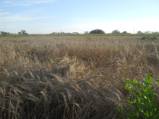 More 2015 Wheat, Early June