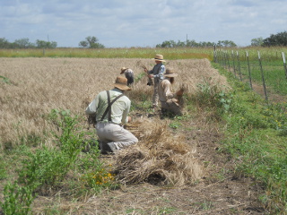 Harvesting Wheat