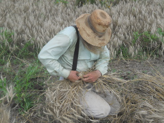 More Harvesting Wheat