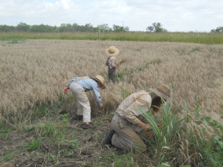 Still More Harvesting Wheat