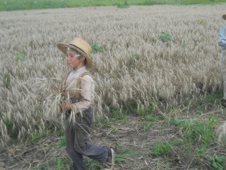 Again, Harvesting Wheat