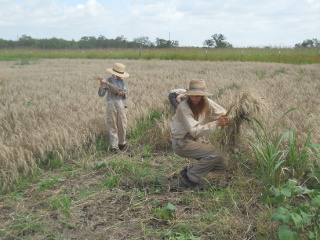 And Still Harvesting Wheat