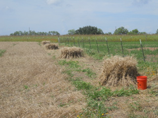 Continuing to Harvest Wheat