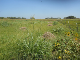 Harvested Wheat & Weeds