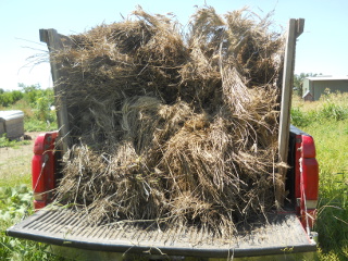 Wheat Sheaves in the Truck