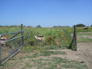 Goats Grazing in the Wheat Field