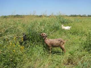 Goats Still Grazing in the Wheat Field