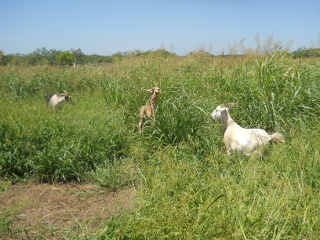 Again, Goats Grazing in the Wheat Field