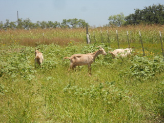 Goats Continuing to Graze in the Wheat Field