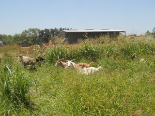 More Goat Grazing in the Wheat Field
