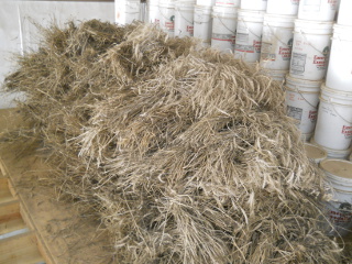 Wheat Sheaves in Barn Loft