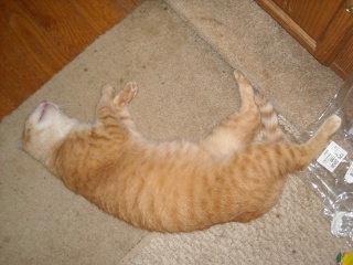 William the Tabby Cat Sleeping