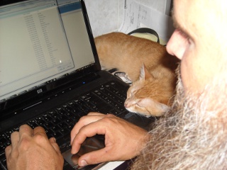 William the Tabby Cat Resting His Head on the Computer While I'm Working On It