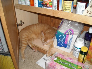 William the Tabby Cat Sleeping in the Cupboard